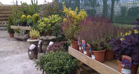 plants1
