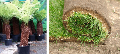 palms turf