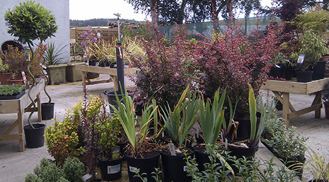 plants2