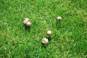 toadstools